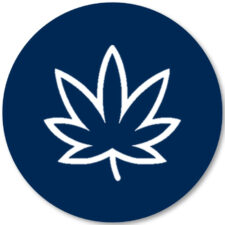 Cannabis Sq